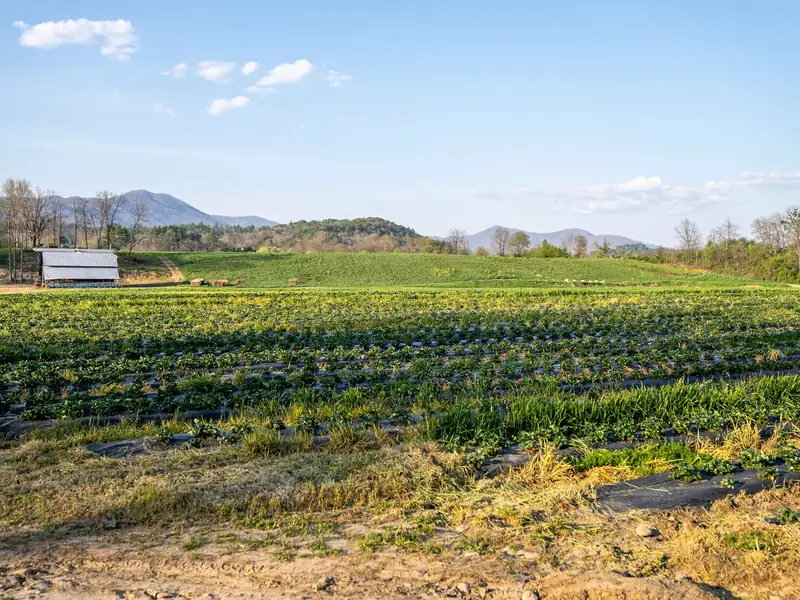 Rows of strawberry plants in a sunny field