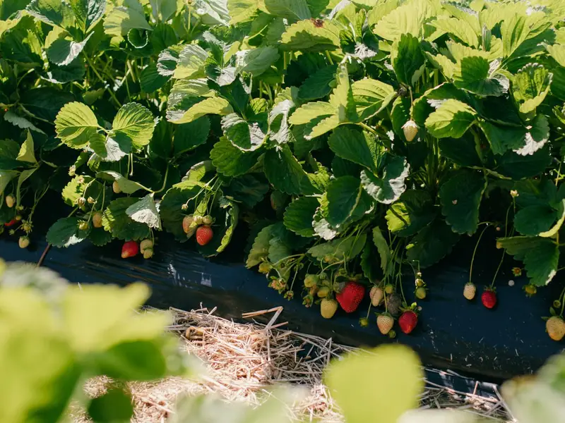 Strawberry plants with ripe berries in a farm field